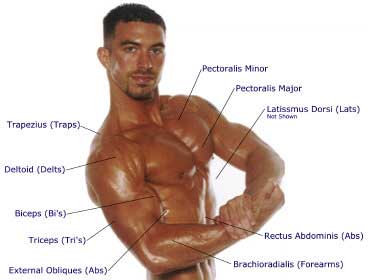 muscle-groups-tops